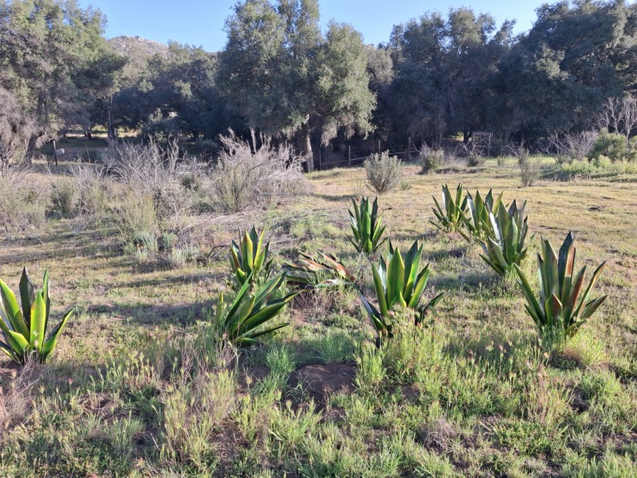 El campo alrededor: agaves y matorral bajo cielo abierto.